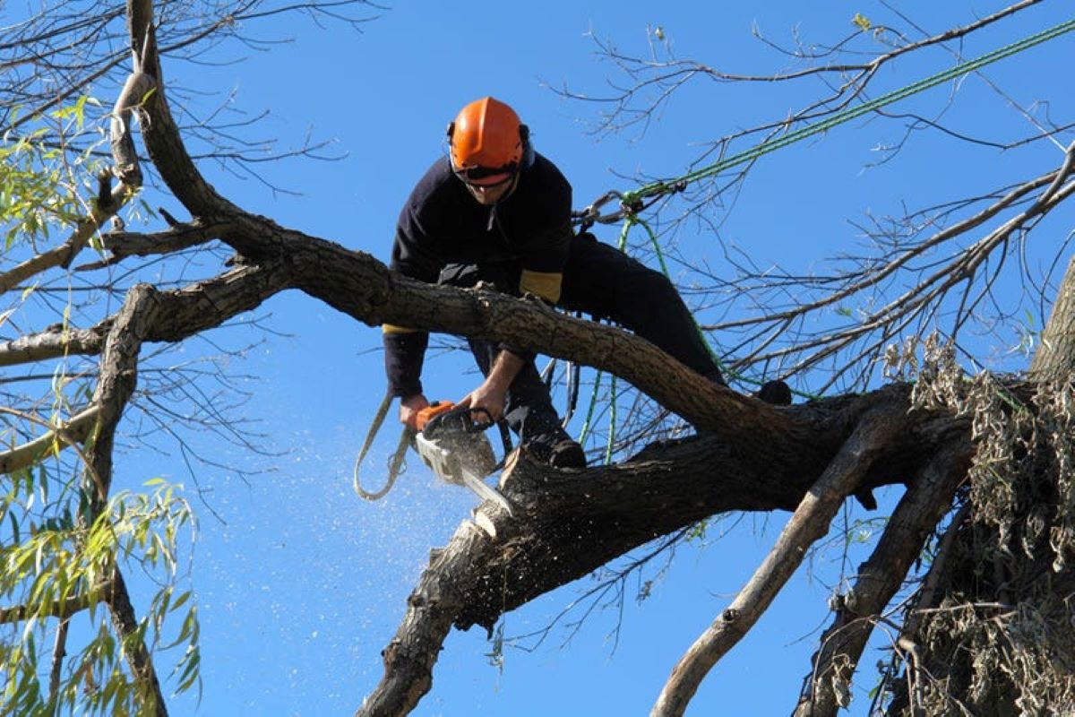 Tree Pruning Cost
