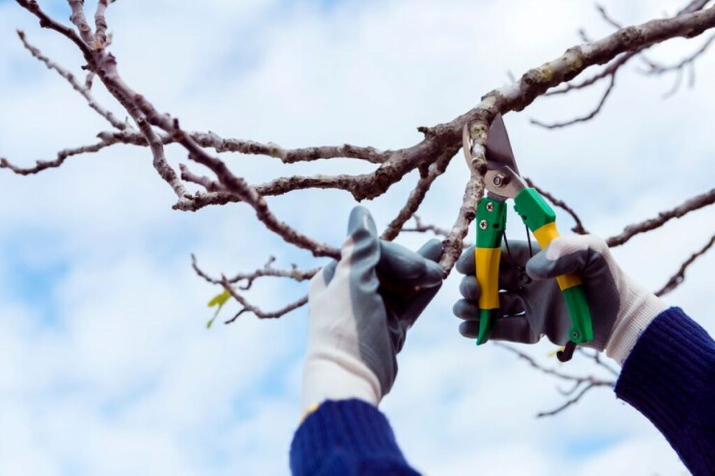 Tree Pruning Cost