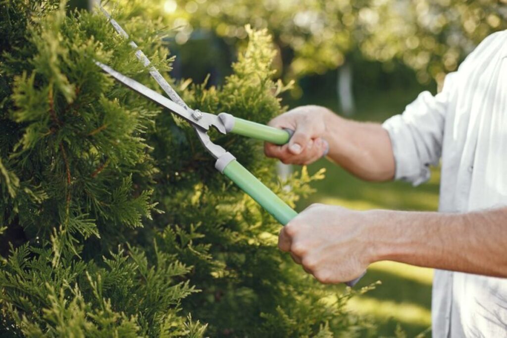 Tree pruning services near me