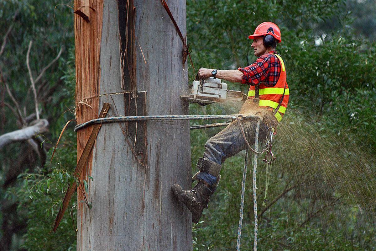 Tree Removal Inner West