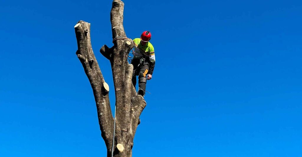 Tree Removal North Shore