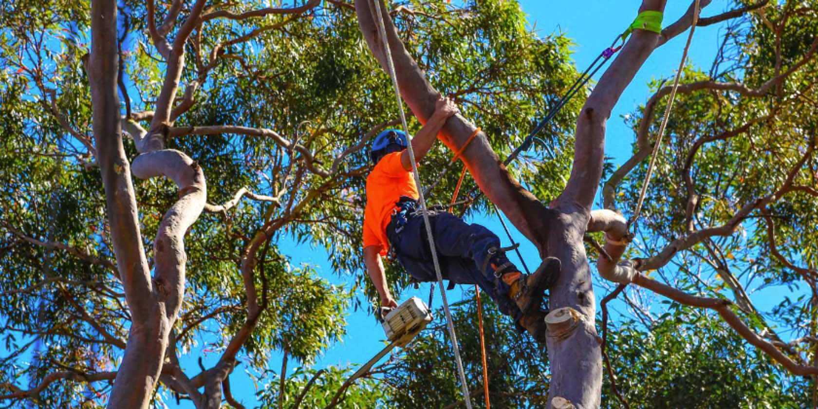 Tree Removal North Shore