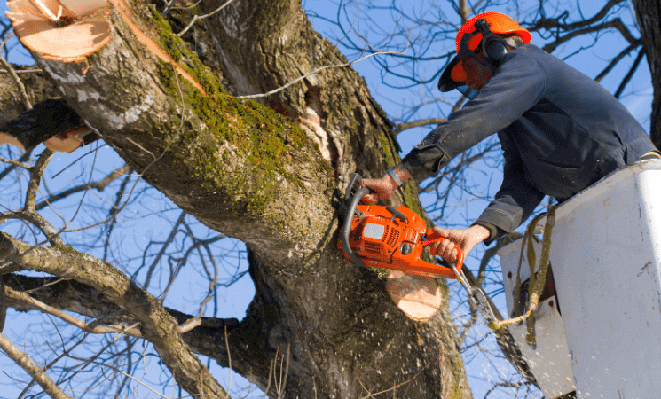 Tree Removal Inner West