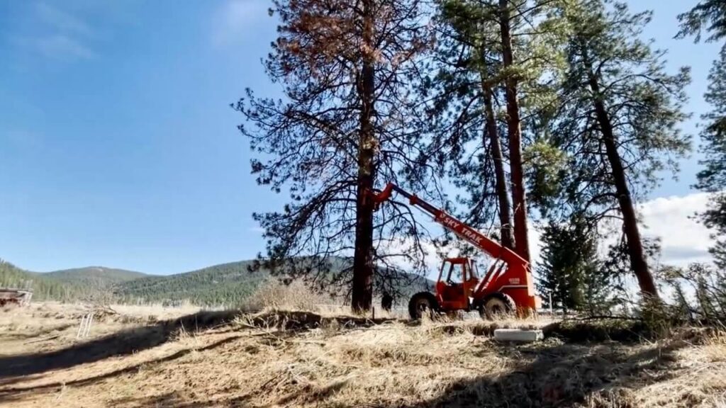 Tree Removal North Shore