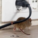 Rodent Treatment Sydney: Safeguard Your Home from Infestations