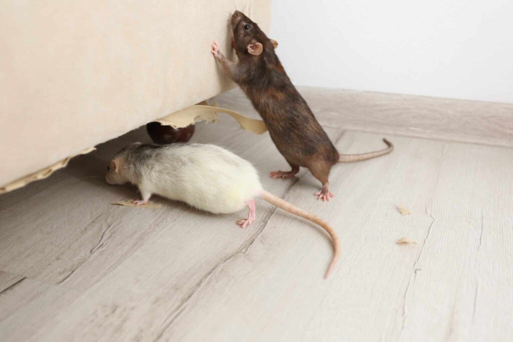 Rat Pest Control Sydney: Effective Methods for Long-Term Results