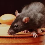 Rat Pest Control Sydney: Effective Methods for Long-Term Results