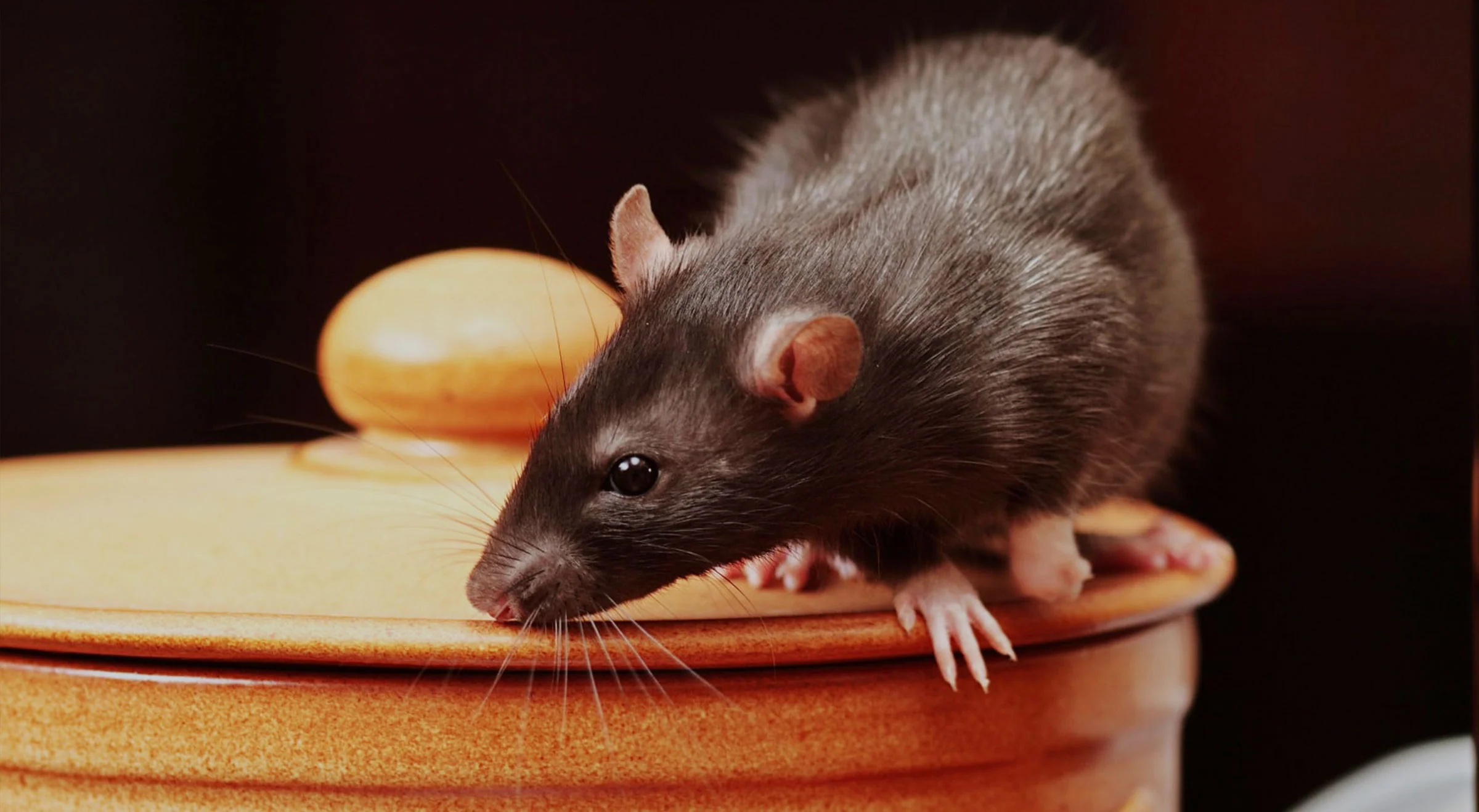 Rat Pest Control Sydney: Effective Methods for Long-Term Results