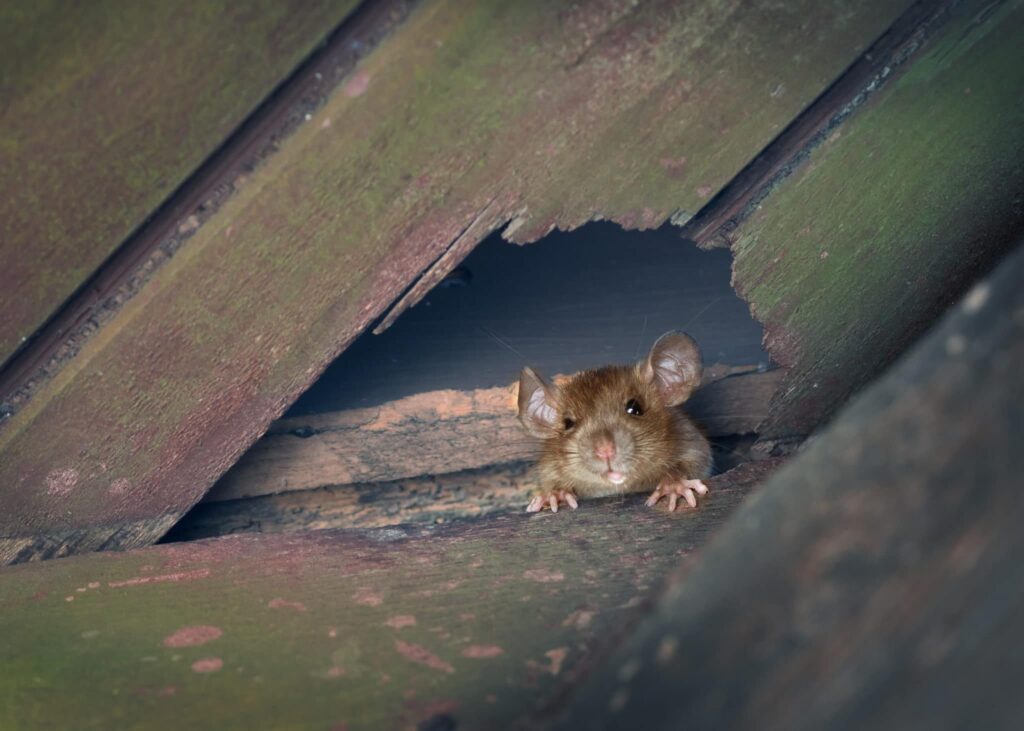 Why You Shouldn’t Delay Rodent Treatment in Sydney Homes