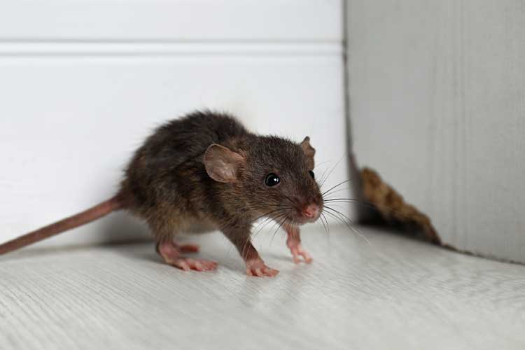 Dealing with a Mouse Problem? Top Mouse Removal Services in Sydney