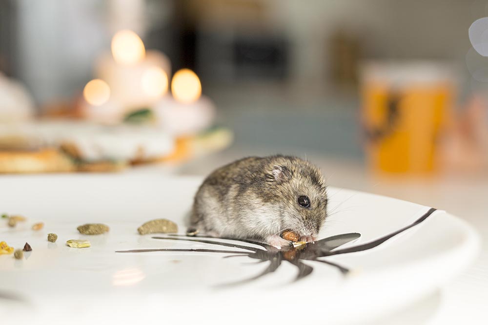 Dealing with a Mouse Problem? Top Mouse Removal Services in Sydney