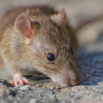 Why You Shouldn’t Delay Rodent Treatment in Sydney Homes