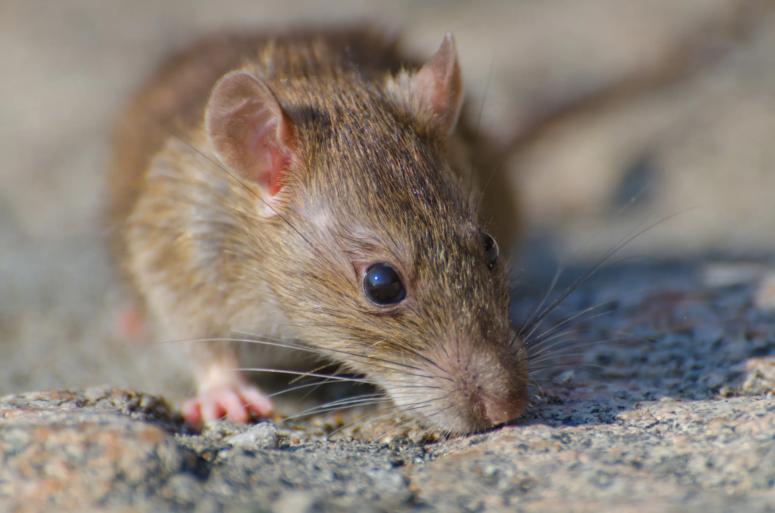 Why You Shouldn’t Delay Rodent Treatment in Sydney Homes