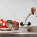 Dealing with a Mouse Problem? Top Mouse Removal Services in Sydney