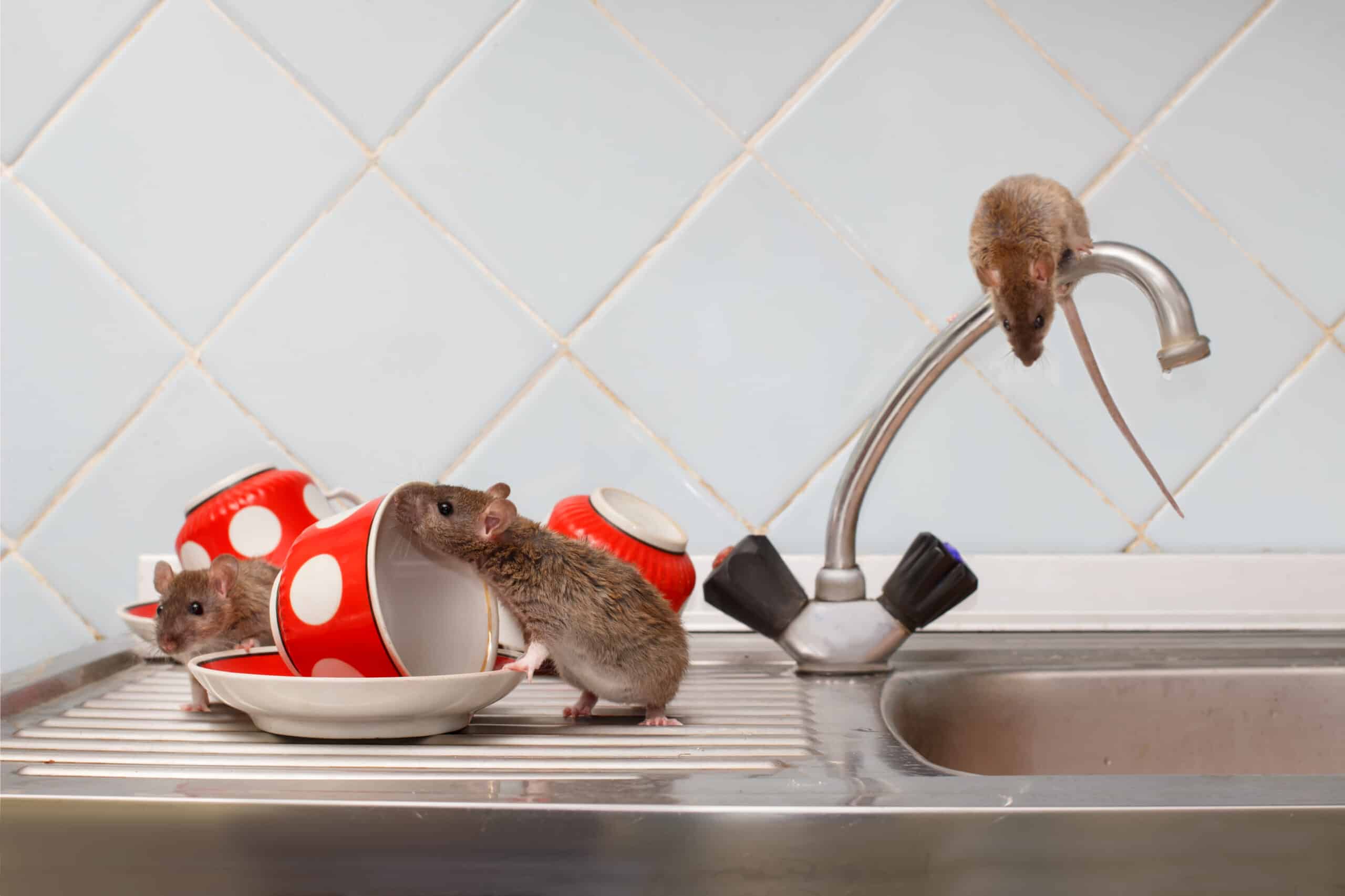 Dealing with a Mouse Problem? Top Mouse Removal Services in Sydney